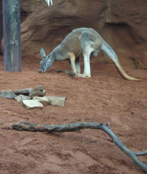 WILD LIFE Sydney Entrance Ticket - Accommodation NT 14