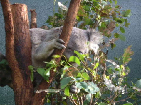WILD LIFE Sydney Entrance Ticket - Accommodation NT 16