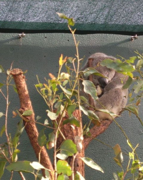 WILD LIFE Sydney Entrance Ticket - Accommodation NT 15