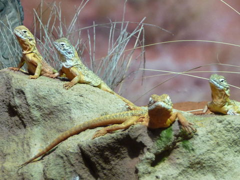 WILD LIFE Sydney Entrance Ticket - Accommodation NT 7