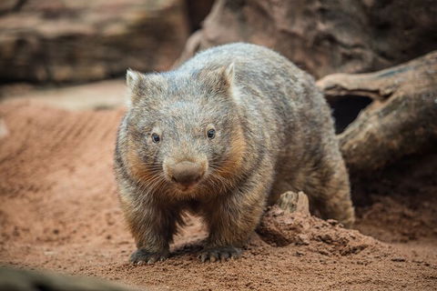 WILD LIFE Sydney Entrance Ticket - Accommodation NT 20