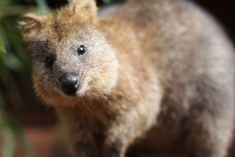 WILD LIFE Sydney Entrance Ticket - Accommodation NT 23