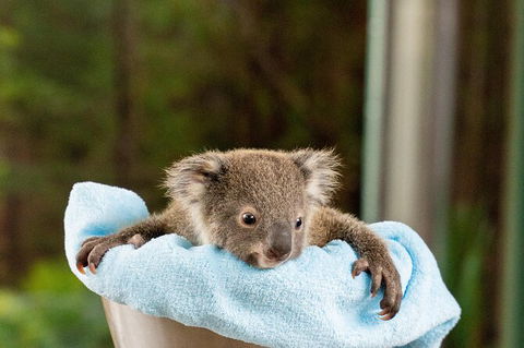 WILD LIFE Sydney Entrance Ticket - Accommodation NT 25