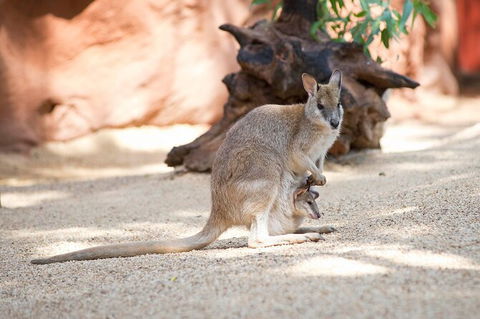 WILD LIFE Sydney Entrance Ticket - Accommodation NT 21