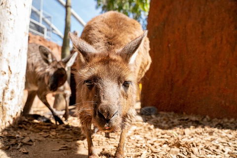 WILD LIFE Sydney Entrance Ticket - Accommodation NT 24