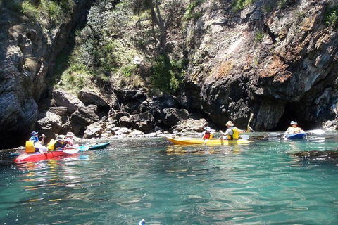 Batemans Bay Glass-Bottom Kayak Tour Over 2 Relaxing Hours - NT Tourism 3