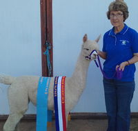 Marchmont Park Alpacas - Accommodation NT