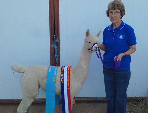 Marchmont Park Alpacas - Accommodation NT 0