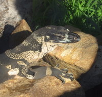 Armadale Reptile Centre - Accommodation NT