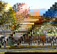 Blackwattle Alpaca Farm - Accommodation NT