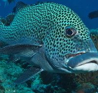 Fish Bowl Dive Site - Accommodation NT