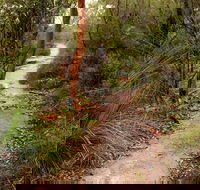 Great North walk - Brisbane Water National Park - Accommodation NT