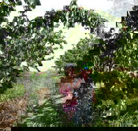 Harben Vale Pick Your Own Cherries - Accommodation NT