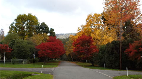 Jamieson Significant Trees - Accommodation NT 1