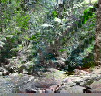 Lyrebird track - Accommodation NT