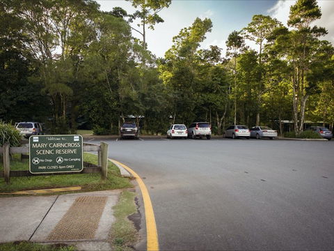 Mary Cairncross Scenic Reserve Rainforest Walk - Accommodation NT 1