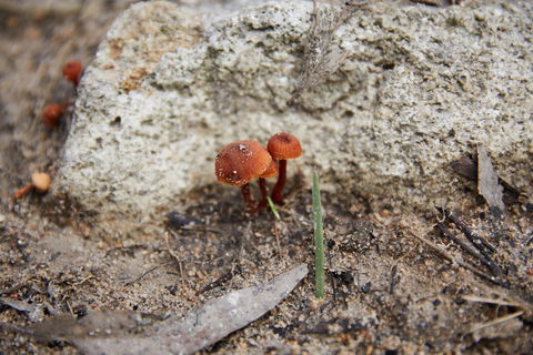 Moorooduc Quarry Walk & Stairs Circuit - Accommodation NT 0