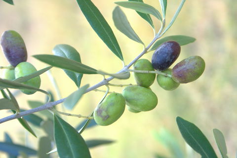 Olives Of Beaulieu - Accommodation NT 2