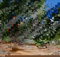 Scorpion Trail Kalamunda Mountain Bike Trails - NT Tourism