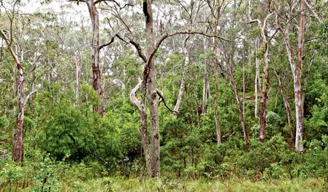 Scutts Hut Trail - Accommodation NT 0
