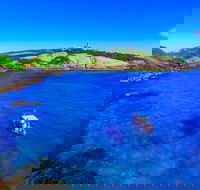 Snorkelling Montague Island - NT Tourism