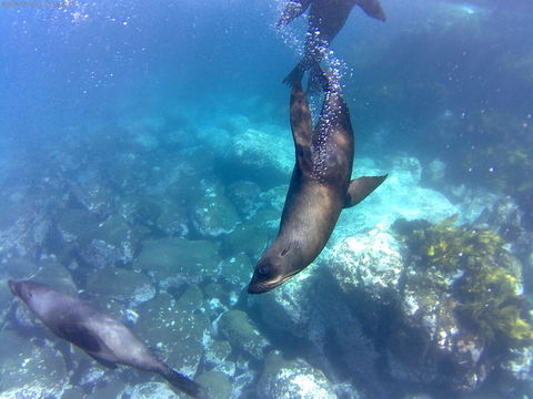 Snorkelling Montague Island - Accommodation NT 1