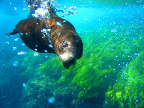 Snorkelling Montague Island - Accommodation NT 2