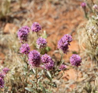 Walpa Gorge walk - Accommodation NT