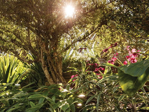 Wendy Whiteley's Secret Garden - Accommodation NT 1
