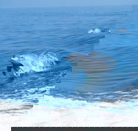 Wild Dolphin Watching - Accommodation NT