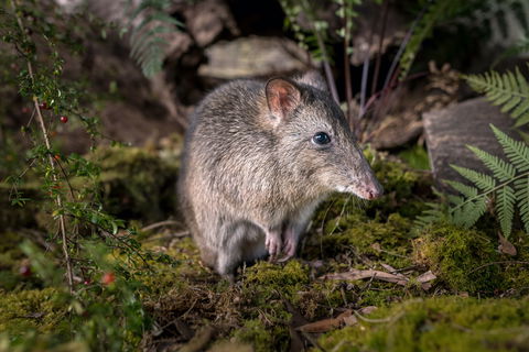 Wildlife Wonders - Accommodation NT 0