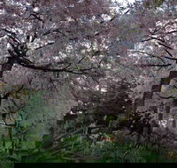 Wildwood Garden - Accommodation NT