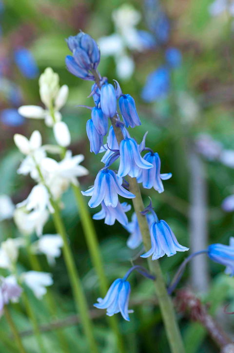 Wildwood Garden - Accommodation NT 1