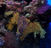 Around The Bend Dive Site - Accommodation NT