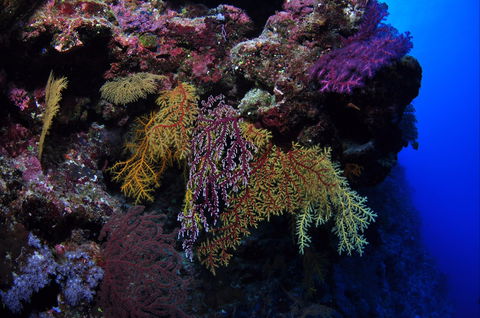 Around The Bend Dive Site - Accommodation NT 0