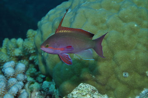 Around The Bend Dive Site - Accommodation NT 1