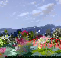 Blue Lotus Water Garden - Accommodation NT