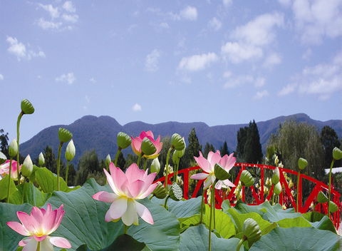 Blue Lotus Water Garden - Accommodation NT 0