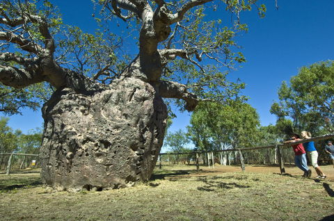 Boab Prison Tree - Accommodation NT 1