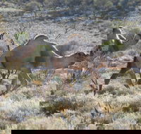 Canning Stock Route - Accommodation NT