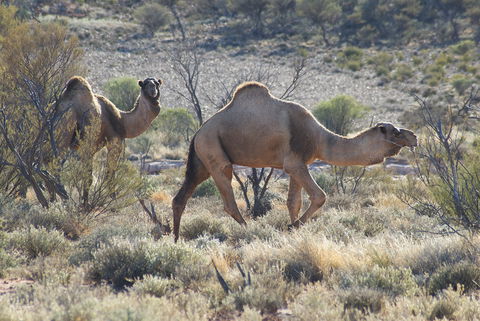 Canning Stock Route - Accommodation NT 0
