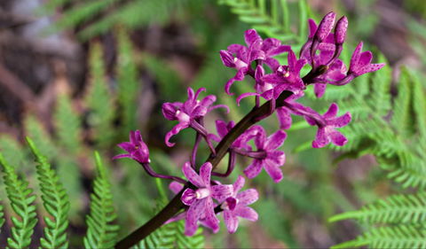 Cassinia Walking Track - Accommodation NT 0
