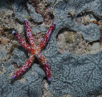 Clam Gardens Dive Site - Accommodation NT