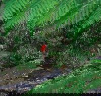 Goldsborough Valley Wooroonooran National Park - Accommodation NT