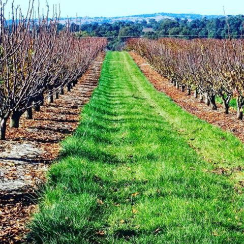 Hall Family Orchards - Accommodation NT 0