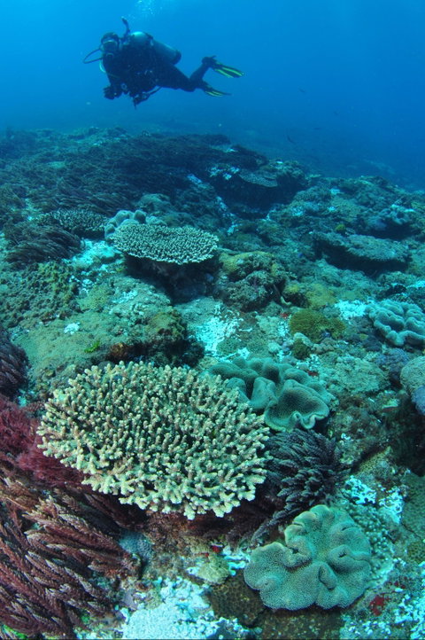 Hanging Rock Dive Site - Accommodation NT 0
