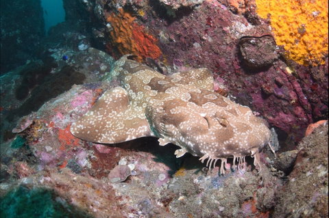 Hanging Rock Dive Site - Accommodation NT 1