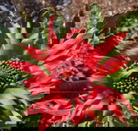 Inverawe Native Gardens - Accommodation NT
