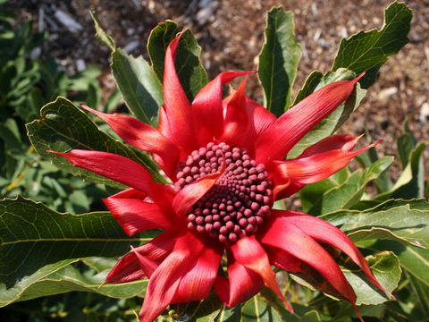 Inverawe Native Gardens - Accommodation NT 0