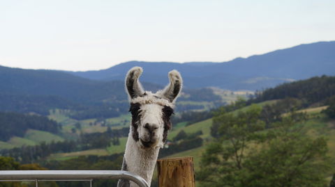 Llama Walks Tasmania - Accommodation NT 0